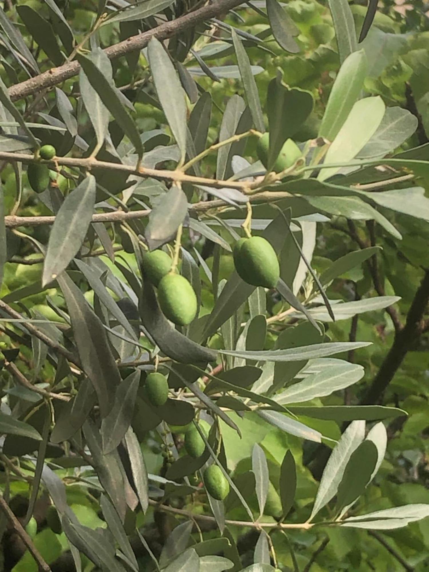 דומודוסולה Giuditta Freecarpark&Garden מראה חיצוני תמונה